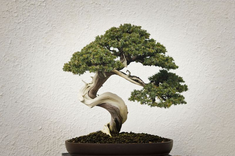 jacqueline hillier elm bonsai Jacqueline Hillier Elm main image 1