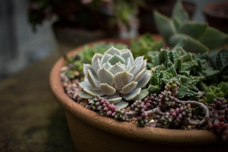 Cómo elegir las mejores plantas para macetas pequeñas