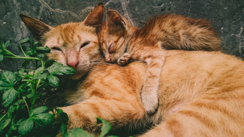 Plantas tóxicas para gatos que deberías eliminar de tu casa