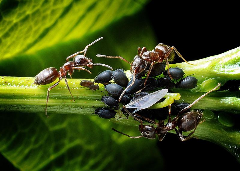 Si tienes un patio o jardín con plantas es posible que habiten las hormigas. Tales insectos no solamente pueden acabar con algunas de nuestras plantas sino que también se cuelan en el interior de casa, pudiendo ser muy molestas en general. Veamos cómo eliminar hormigas a través de diversos sistemas. Las hormigas son una plaga importante y de lo más común en muchos jardines. Es de destacar que, en su abdomen, tienen unas glándulas que segregan ácido fórmico que son veneno para las plantas si se llega a inyectar. Es por esto que necesitamos remedios para eliminar las hormigas del jardín antes de que sea tarde. Soluciones naturales Entre los diversos métodos para matar hormigas, los naturales, aunque no siempre son efectivos en un primer momento, son algunas de las opciones para ahuyentar a las hormigas. Desde Hogarmanía, apuntan al ajo, ese alimento que todos tenemos en casa para dar sabor a los platos. Aconsejan realizar unan mezcla de agua con ajo picado y pulverizar la zona regularmente. También está el aceite de neem, que es mejor aplicarlo por la tarde, hervir las hojas de neem en agua durante 20 minutos y dejar enfrías antes de pulverizar. Mientras que el zumo de limón es también factible para acabar con estos insectos. Para ello hay que pulverizar zumo de limón por el camino de las hormigas y donde veamos que pueden estar presentes en diversas zonas de nuestro jardín. La cáscara de naranja sirve para que estos insectos no ataquen a las plantas y, poco a poco, desaparezcan. Hay que dejar trozos de cáscara de naranja en los caminos que suelen hacer las hormigas, cerca de los hormigueros y de sus nidos. El jabón potásico se suele usar para acabar con los pulgones (dejan restos que son aprovechados por las hormigas) y se puede aplicar directamente en la planta para acabar con posibles plagas. Cómo eliminar hormigas del jardín con vinagre El vinagre es uno de remedios naturales que sirve para muchas cosas. Desde limpiar las manchas más complicadas a quitar óxidos de otros lugares, también es un remedio rápido para acabar de forma rápida con la temida plaga de hormigas. Para usarlo, debemos mezclar agua y vinagre, y rociarlo por diversas zonas de nuestro jardín. Este ingrediente no es nada bueno para este tipo de insectos, tanto por su olor como por su composición. Plantas que ayudan a controlar las plagas Para eliminar las hormigas del huerto otra opción es contar con determinadas plantas que permiten controlar las plagas de determinados insectos. Es el caso de la menta, que suele repeler a los lepidópteros, como pueden ser las hormigas. Y la citronela, aquella planta que solemos emplear para ahuyentar a los mosquitos para que no nos piquen en verano, y que también repele a las hormigas. Cómo acabar con las hormigas en casa Si hay plantas en la terraza o tenemos un jardín o patio, inevitablemente, las hormigas harán acto de presencia en casa. Fundamentalmente su misión es coger comida. Algunos de los remedios antes vistos sirven también para aplicar en los hogares. A los anteriores, Leroy Merlin cita otros más como los polvos de talco. Para su uso espolvoreamos el polvo de talco por ranuras, bajo puertas o lugares por donde pasen las hormigas. MientCómo eliminar hormigas del jardín (y de tu casa)