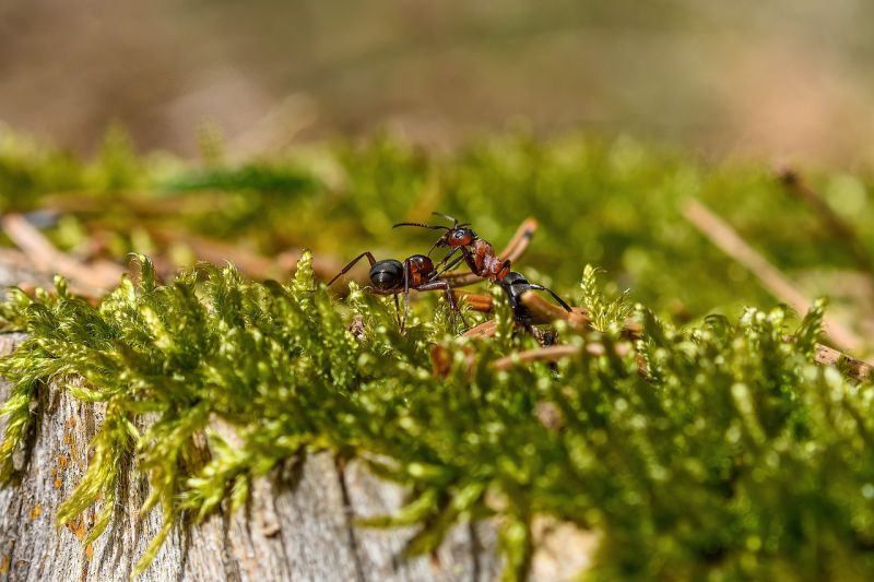 Cómo eliminar hormigas del jardín (y de tu casa)
