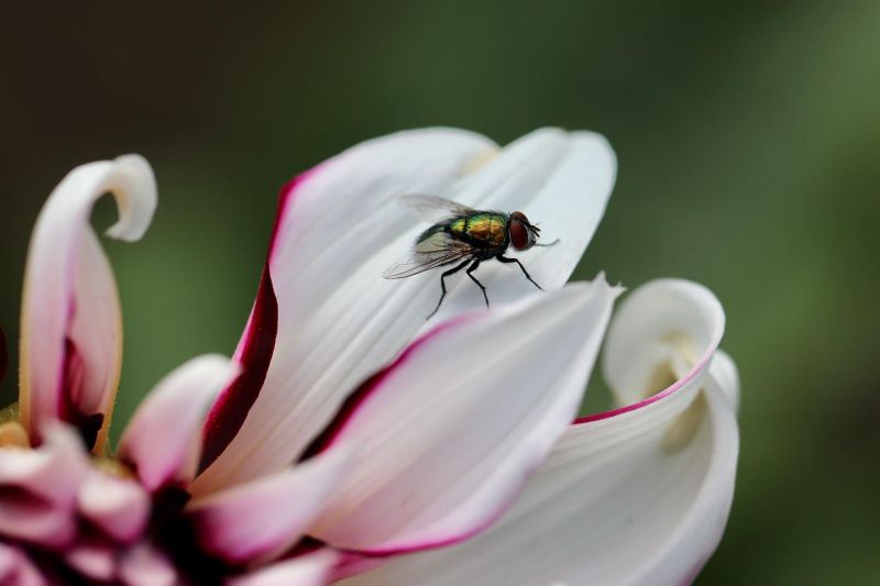 Cómo espantar las moscas de casa: 4 remedios que funcionan